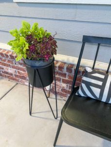 coleus-bench.jpg